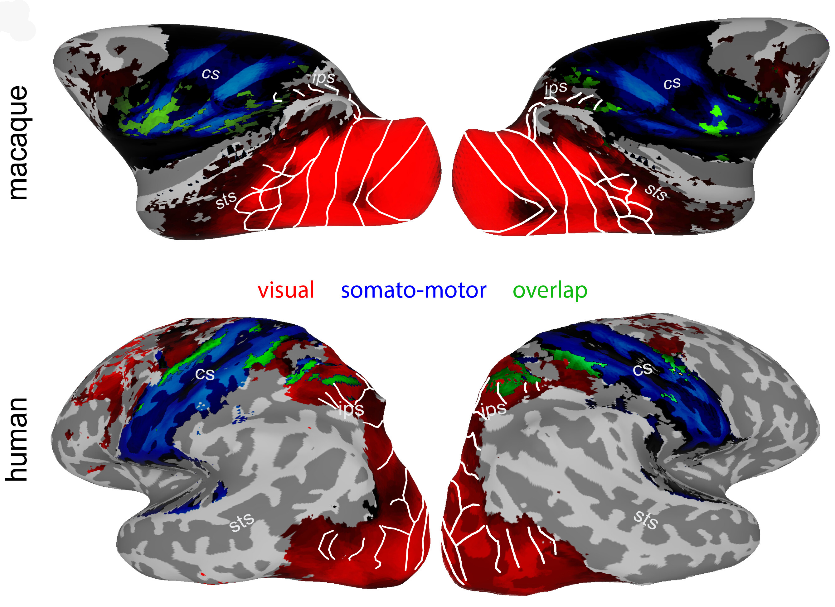 Cross-species visual system comparison
